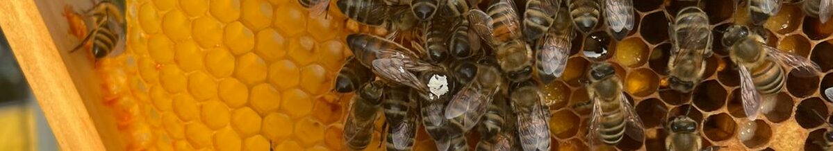 Bienenzuchtverein Issum-Aengenesch und Umgebung